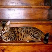 Photo de Bengal