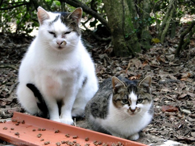 Photo de Chat domestique