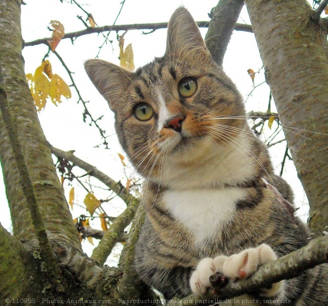 Photo de Chat domestique