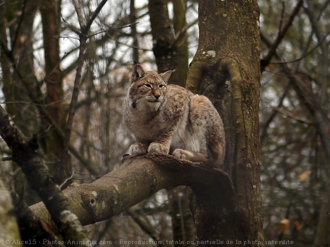 Photo de Lynx