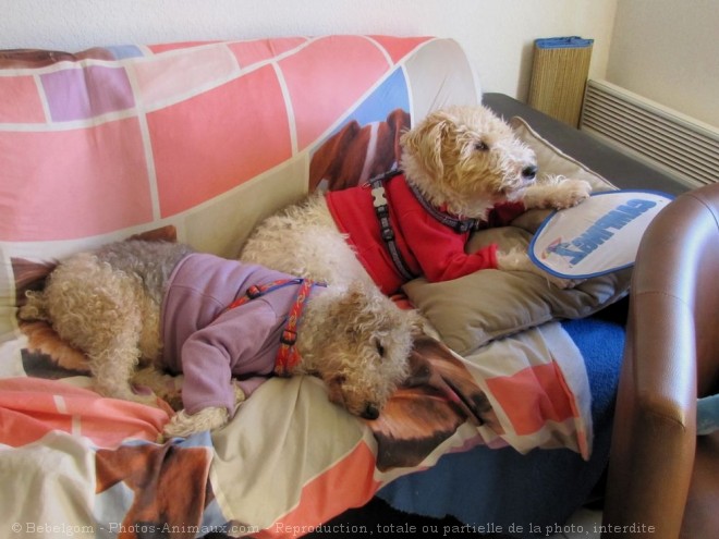 Photo de Fox terrier  poil dur