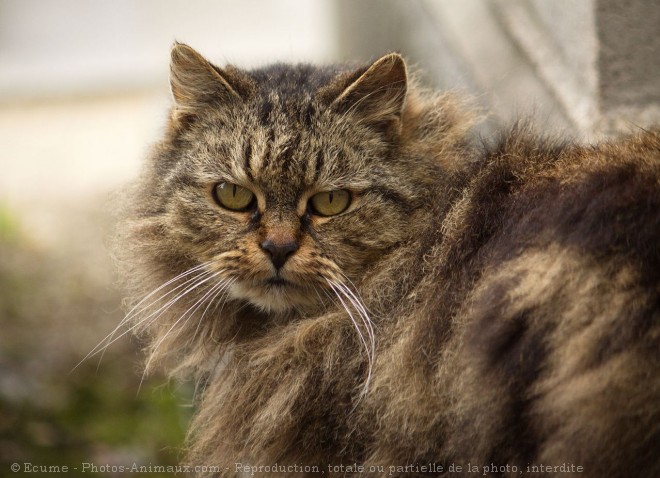 Photo de Chat domestique