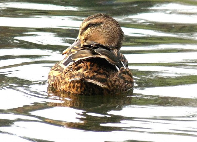 Photo de Canard colvert