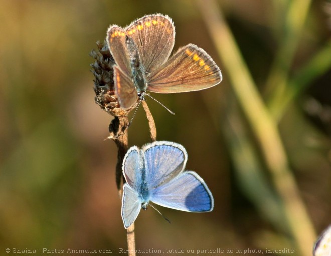 Photo de Papillon