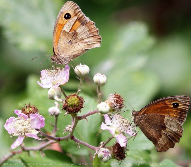 Photo de Papillon