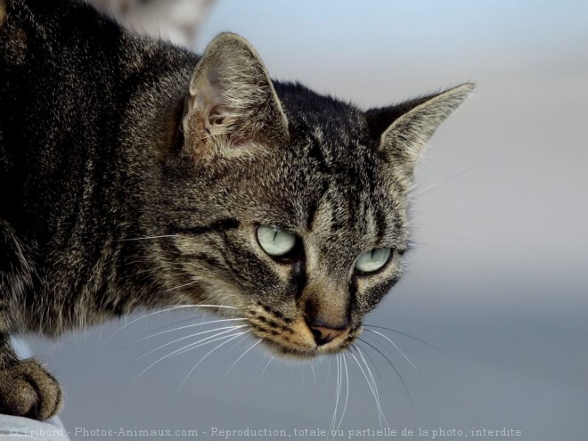 Photo de Chat domestique