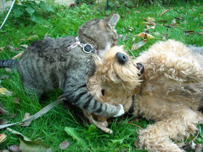 Photo de Races diffrentes