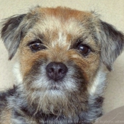 Photo de Border terrier