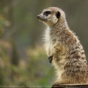 Photo de Suricate