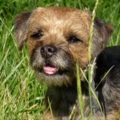 Photo de Border terrier