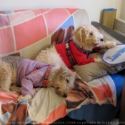 Photo de Fox terrier  poil dur