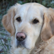 Photo de Golden retriever