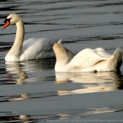 Photo de Cygne