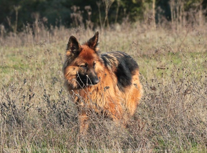 Photo de Berger allemand  poil court