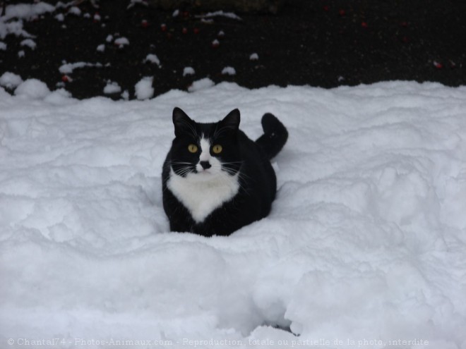 Photo de Chat domestique