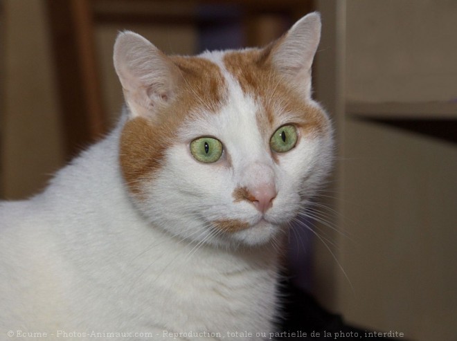 Photo de Chat domestique