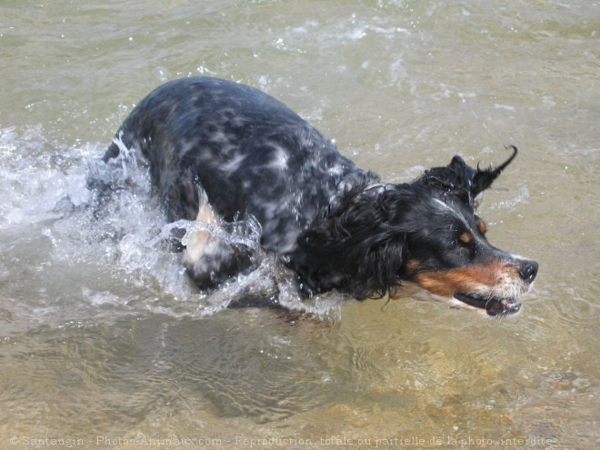 Photo de Setter anglais