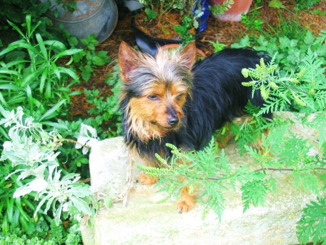 Photo de Yorkshire terrier