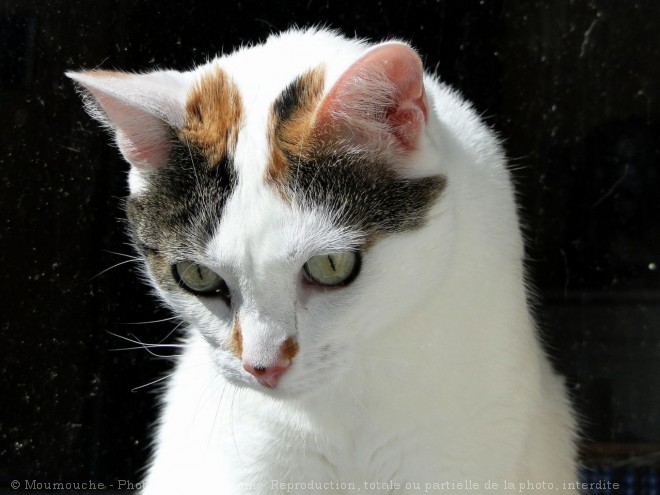 Photo de Chat domestique