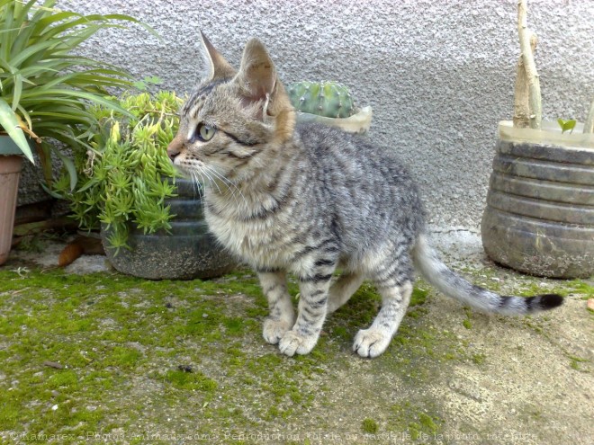 Photo de Chat domestique