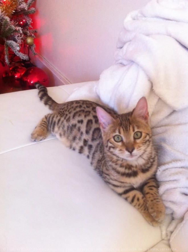 Photo de Bengal