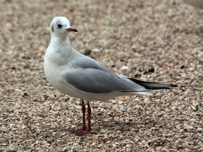 Photo de Mouette