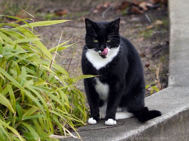 Photo de Chat domestique