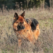 Photo de Berger allemand  poil court