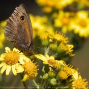 Photo de Papillon