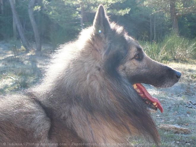 Photo de Berger belge tervueren