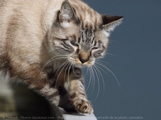 Photo de Chat domestique