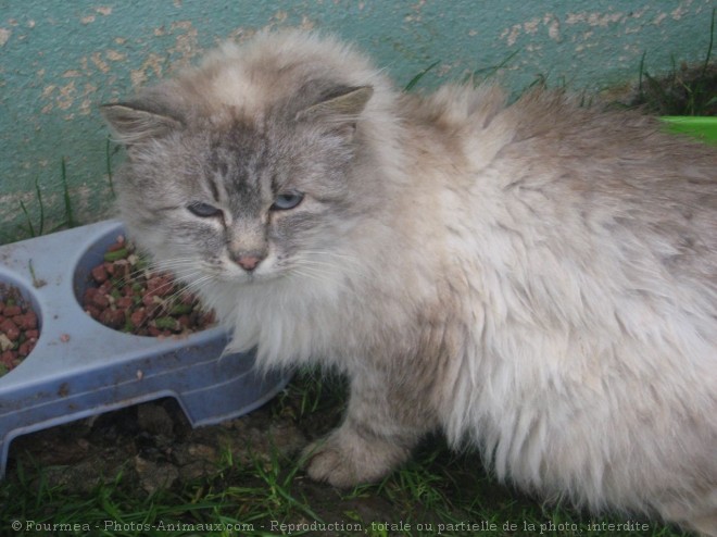 Photo de Chat domestique