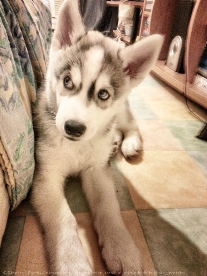 Photo de Husky siberien