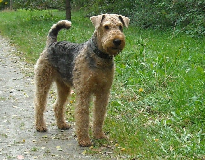 Photo d'Airedale terrier