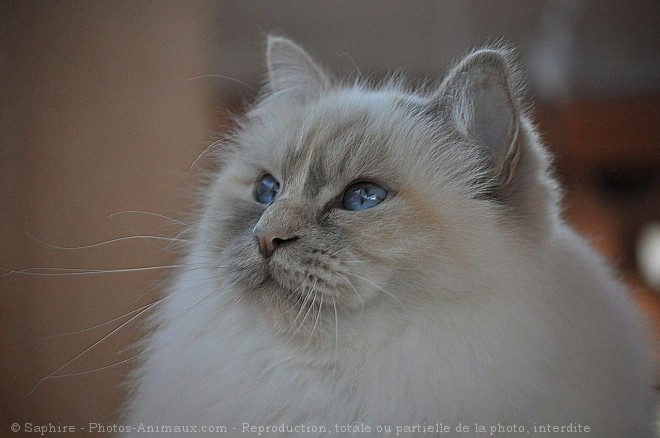 Photo de Sacr de birmanie