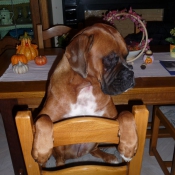 Photo de Boxer