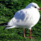 Photo de Mouette