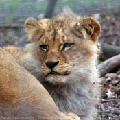 Photo de Lion