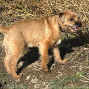 Photo de Border terrier