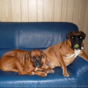 Photo de Boxer