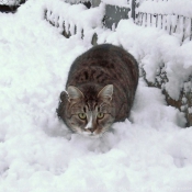 Photo de Chat domestique