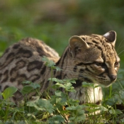 Photo de Chat margay