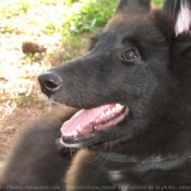 Photo de Berger belge groenendael