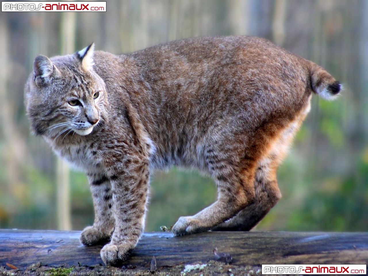 Photo de Lynx  Lynx  Roux  N  598606 sur Photos Animaux com