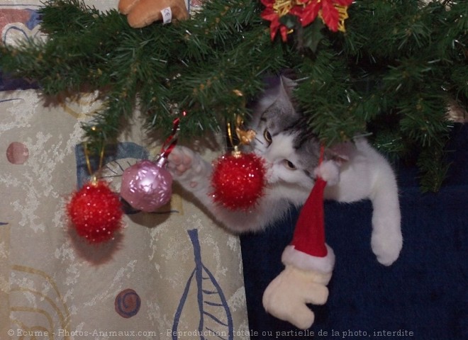 Photo de Chat domestique