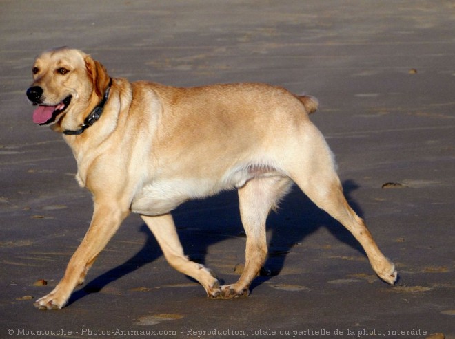 Photo de Labrador retriever