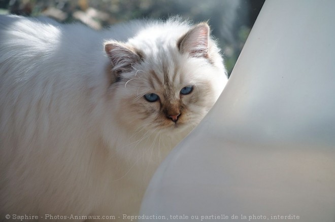 Photo de Sacr de birmanie