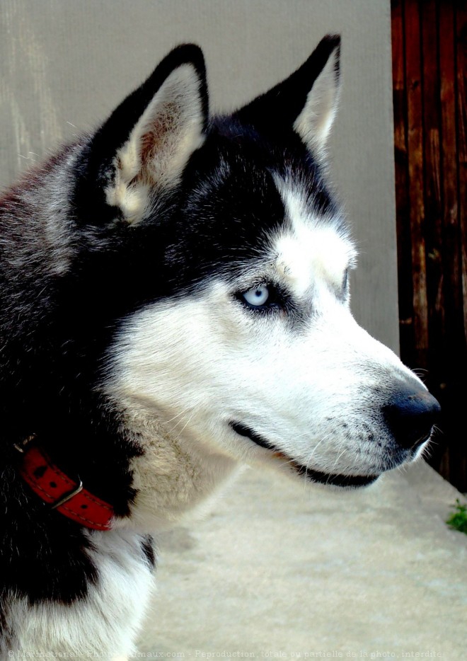 Photo de Husky siberien