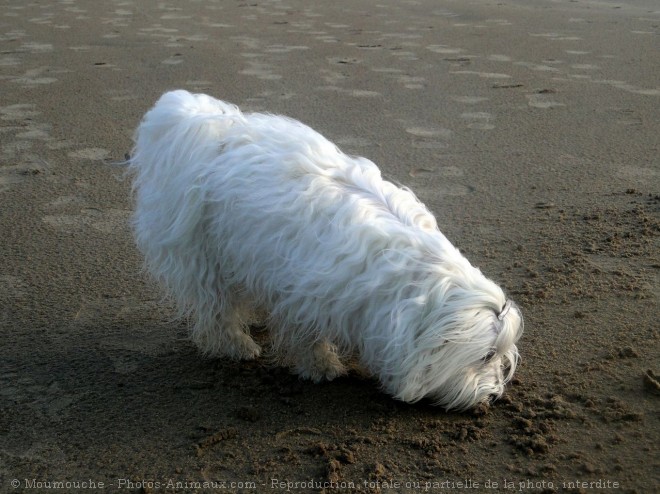 Photo de Coton de tulear