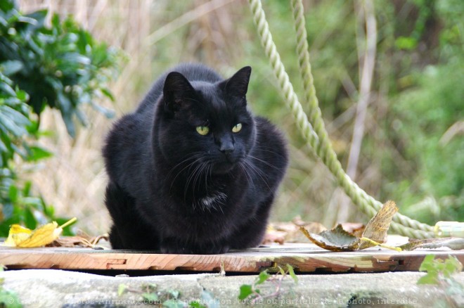 Photo de Chat domestique